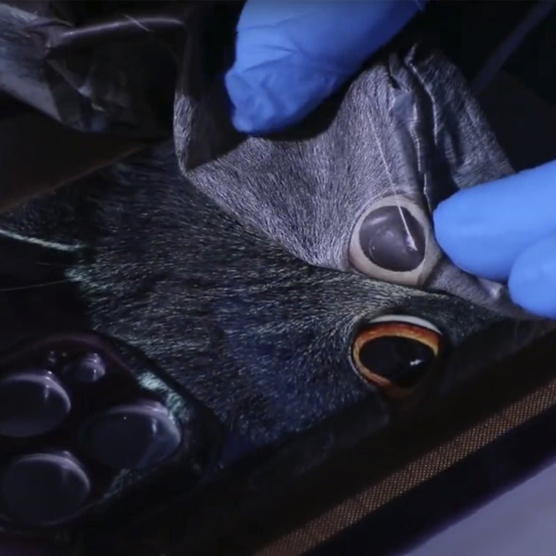 Pelicula Forward 3D de Sublimación para Celulares 5 estrellas