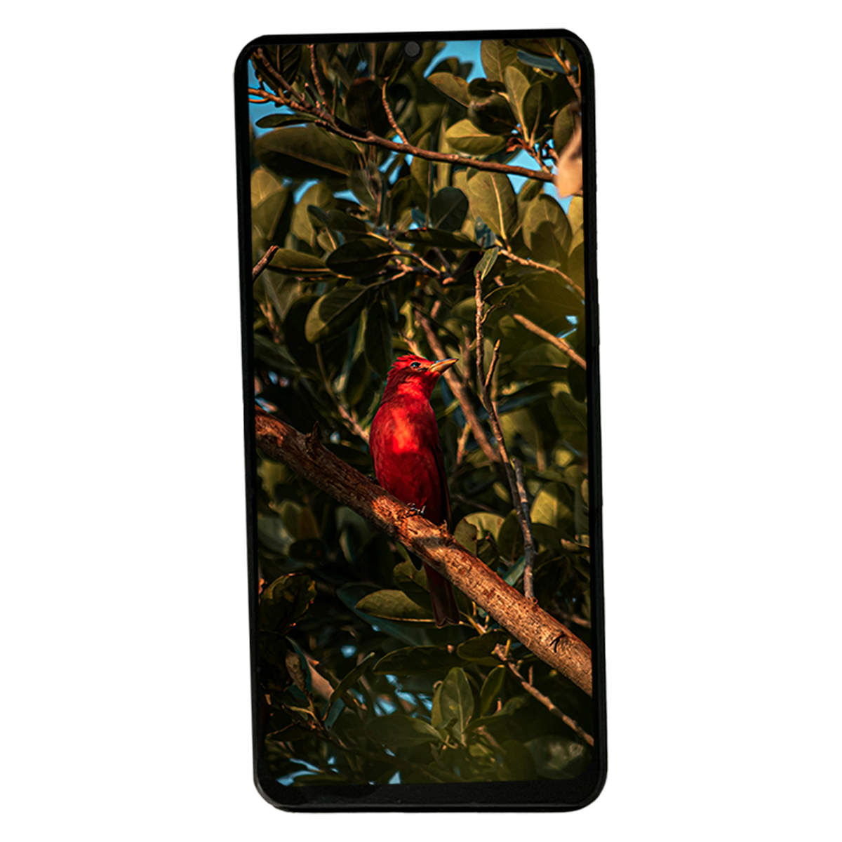 Pantalla Compatible Con Xiaomi Poco M5s 2207117bpg Oled