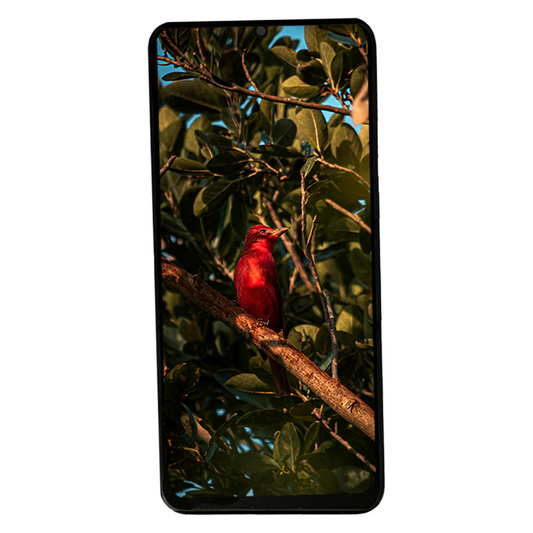 Pantalla Compatible Con Xiaomi Poco M5s 2207117bpg Oled